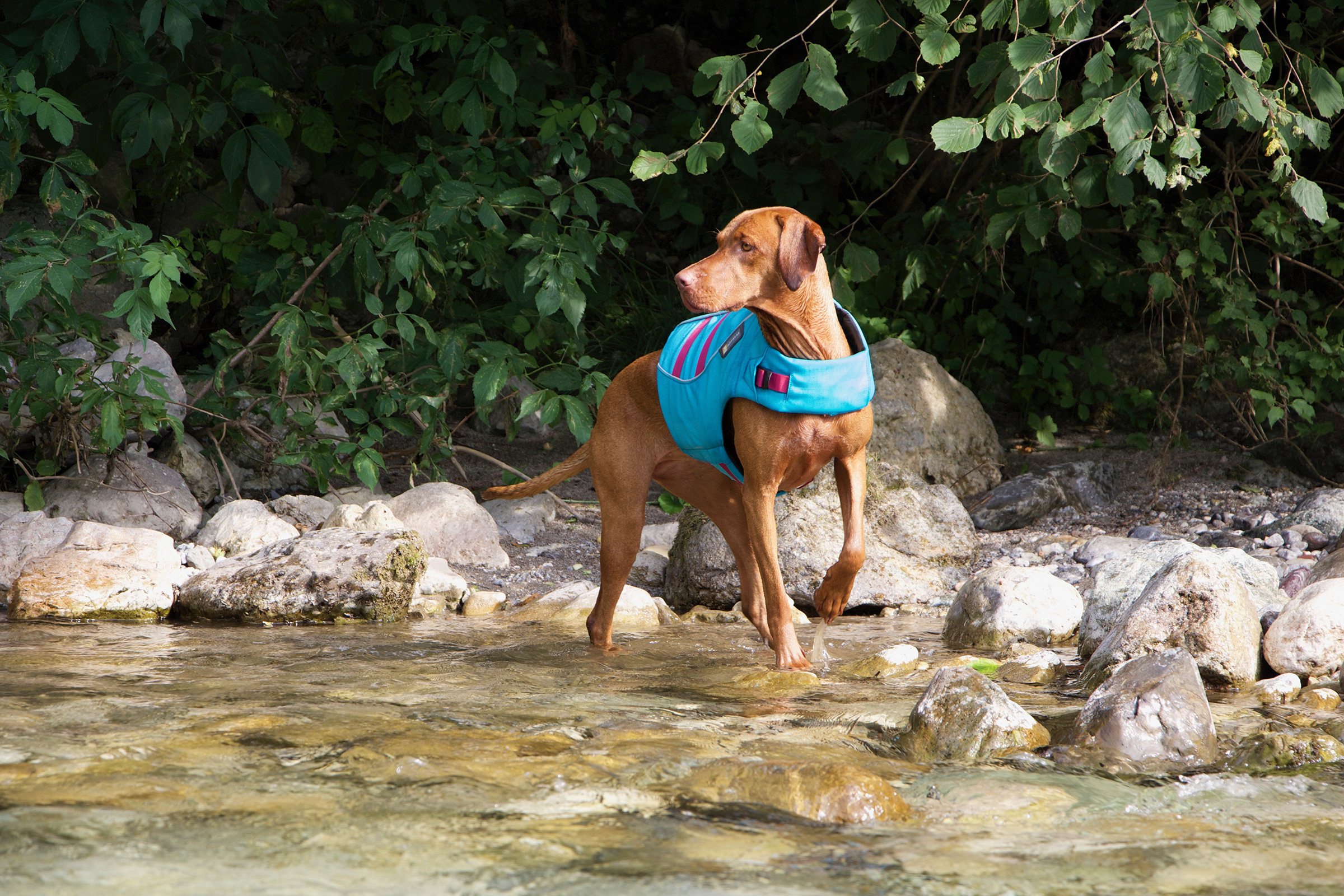 Dog wearing a life jacket standing in a shallow river.